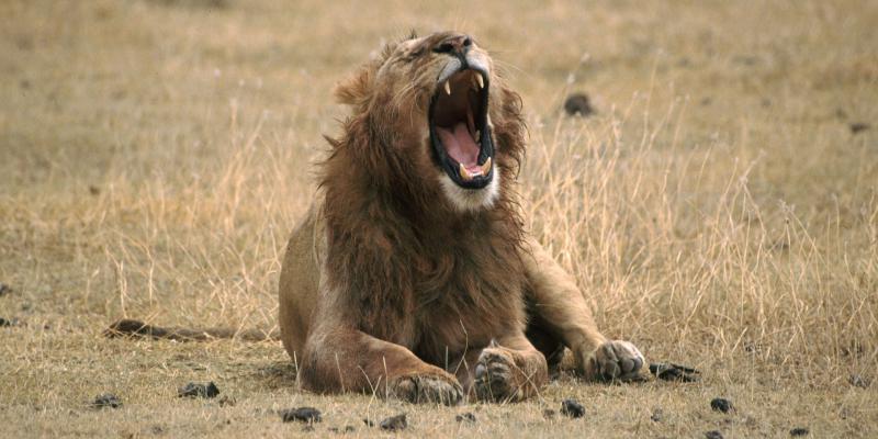 Hunting Trophies Are Increasingly Banned From Flights