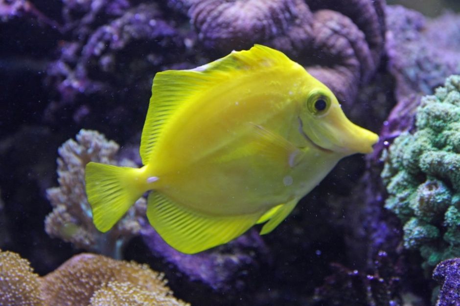 Beautiful bright yellow fish swimming in an aquarium