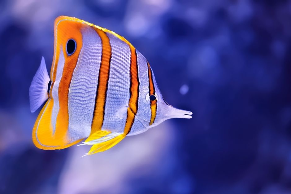 Butterflyfish