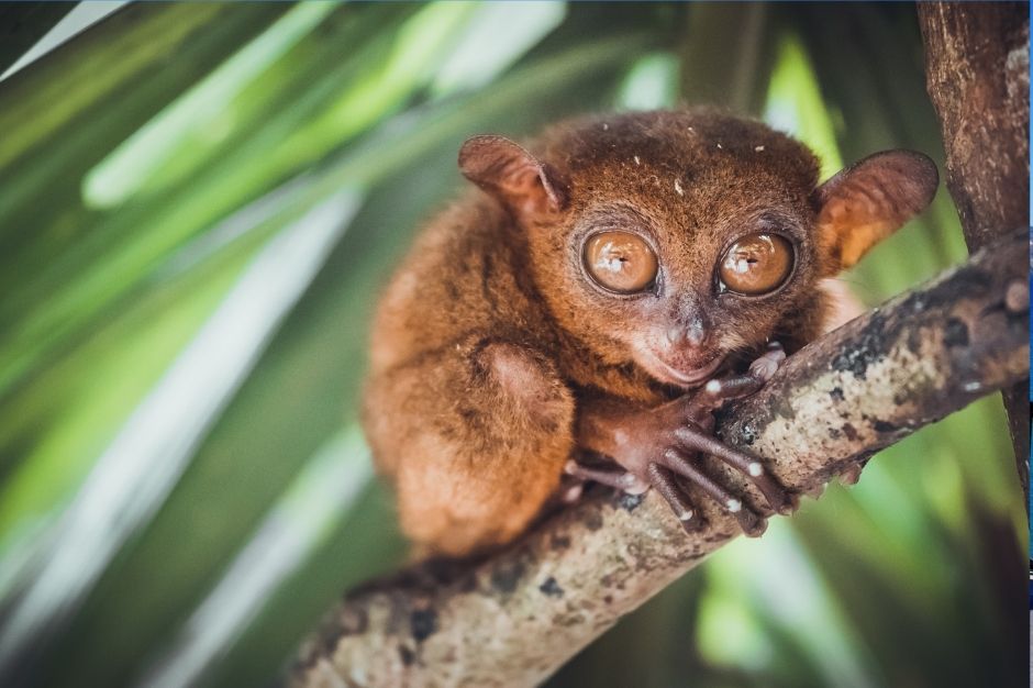 A tarsier, found in the Philippines