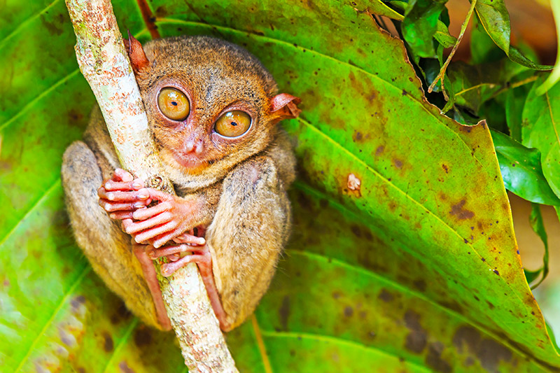 Adorable Tarsier Philippines