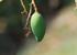 Mango in the garden