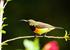 Olive Backed Sunbird, endemic to Palawan, frequently seen in our Garden.