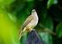 Ashy Fronted Bulbul (endemic to Palawan) resting on the Perimeter Fence.
