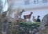 Hillside of goats in Comares 