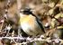 wild life seen on El Torcal