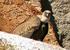 wild life seen on El Torcal