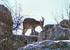 wild life seen on El Torcal