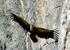 wild life seen on Torcal