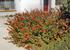 lantana in the garden at Casa Sofia