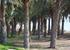 BQQ area on the walk way next to the beach