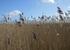 Reed Beds at Snape Maltings