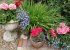 Pretty Cottage Garden