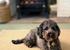 Up to two well behaved dogs welcome
