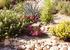 Garden Flowers