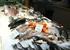 Fresh fish market 1 mile
