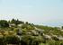 Olive groves and old stone walls in Skrip