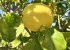 Fresh Lemons in the garden ideal for a G&T!
