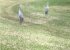 Neighbourhood visiting family of Sand Cranes