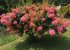Bouganvillea shrubs
