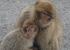 Visit the apes in Gibraltar