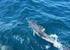Dolphin watching in Gibraltar
