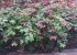The yard has lots of plants and flowers