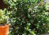 The yard has lots of plants and flowers