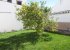 The lemon tree and lawn in the garden