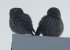 Mr Twit & Mrs Twoo, the two sweet little owls who live by Villa Priene