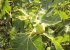 an old fig tree fruit (pic. taken from the terrace)