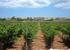 Maltese Vineyard
