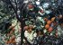 Orange tree on our farm