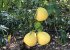 Grapefruit tree on our farm