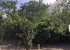 Our farm
