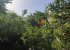 Orange tree on our farm. You can see the Tamadaba National Park