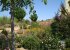 our garden is growing (western side)