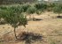 our olive trees will soon give extra virgin organic olive oil