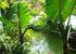 Tropical Pond
