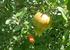 Pomegranates in the garden (along with lemons, bananas, oranges )