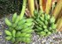 Garden - Bananas