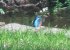 Kingfisher by The mill Stream