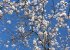 Almondblossom in Winter.