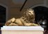 Lion the guard