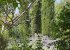 True Provence garden, three Cypress trees grown together, always 3!