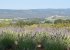 Your own Lavender field