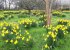 Daffodils in Spring