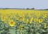 overlooking fields of sunflowers