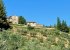 Olive grove and vines below the villa