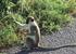 Local Vervet Monkey